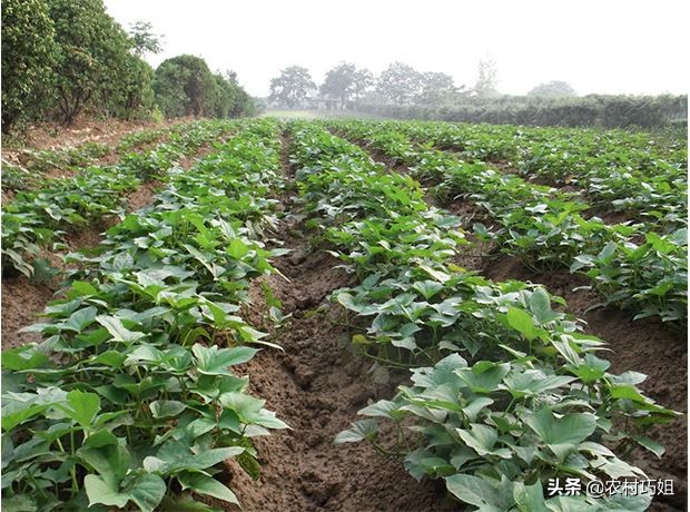 红薯水培叶子发黄怎么办,红薯过水后变黑咋回事