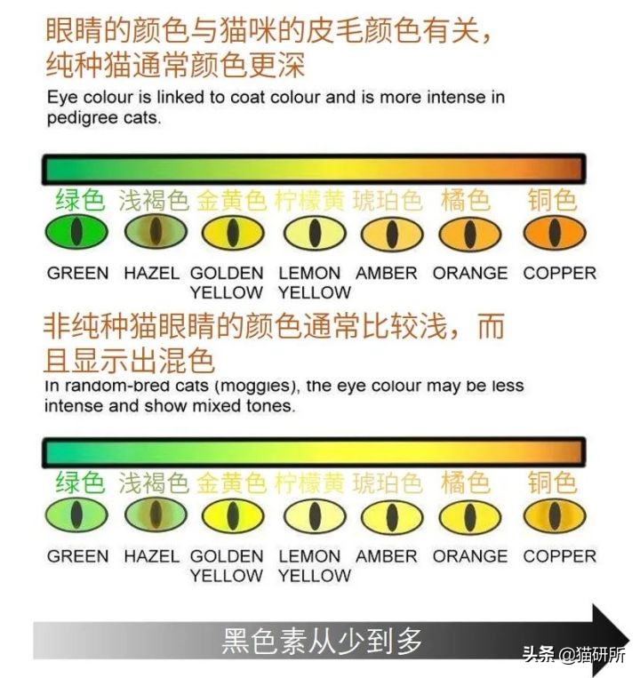 猫咪眼睛不同形态,猫咪的眼睛为什么有各种颜色