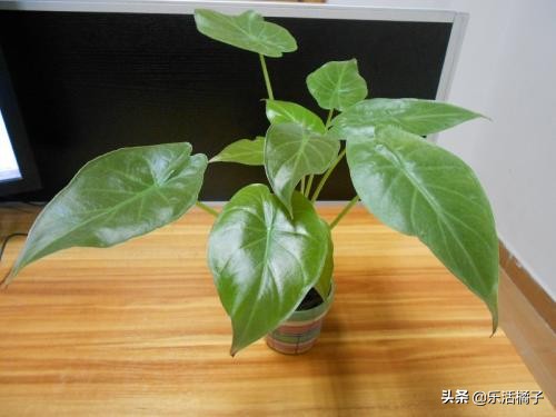 室内绿色氧吧滴水观音,滴水观音的叶子能除甲醛吗
