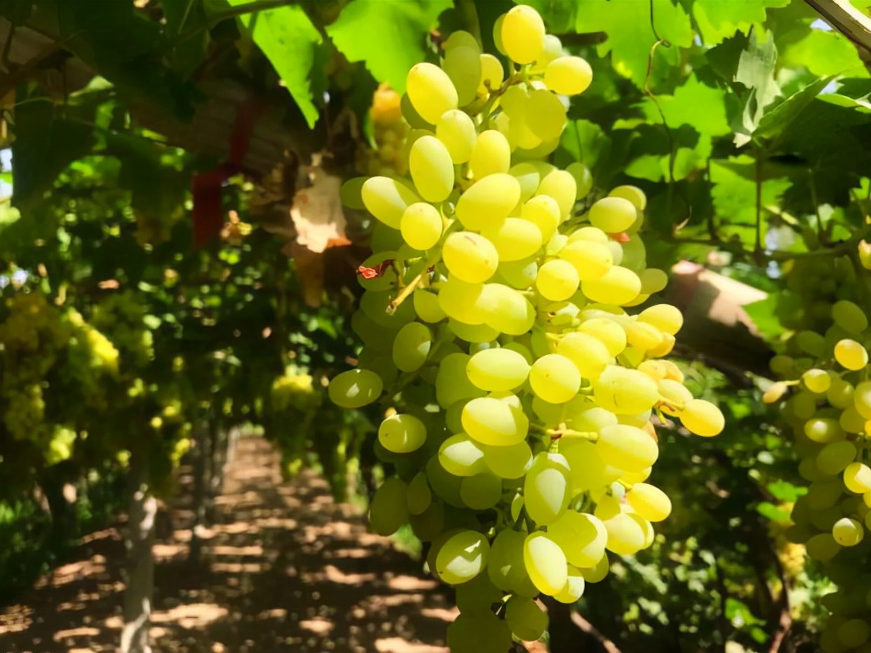 双11各大品牌各大电商有什么亮点,双11走进第13年阿里的价值如何看