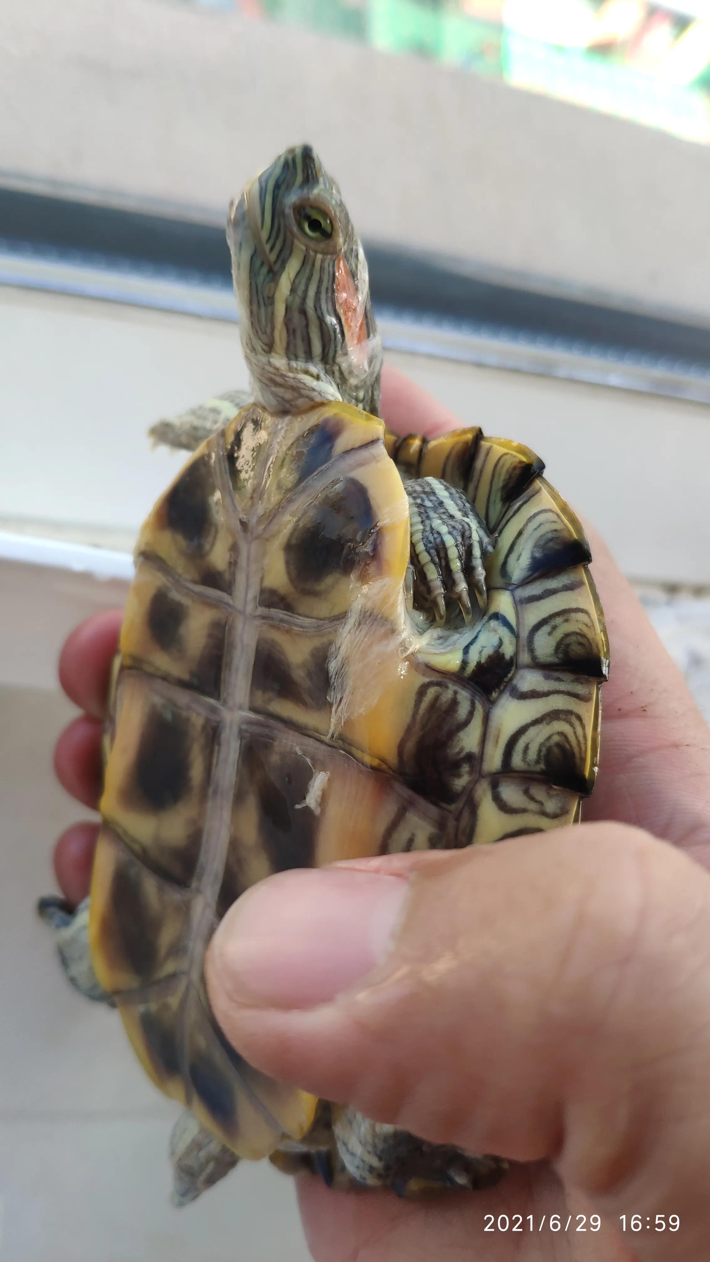 巴西龟不吃龟粮该怎么办,巴西龟不吃东西最多能活多久