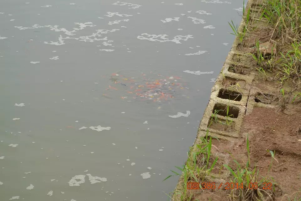 怎么判断锦鲤鱼苗是否生病了,怎么判断锦鲤是不是要产卵了