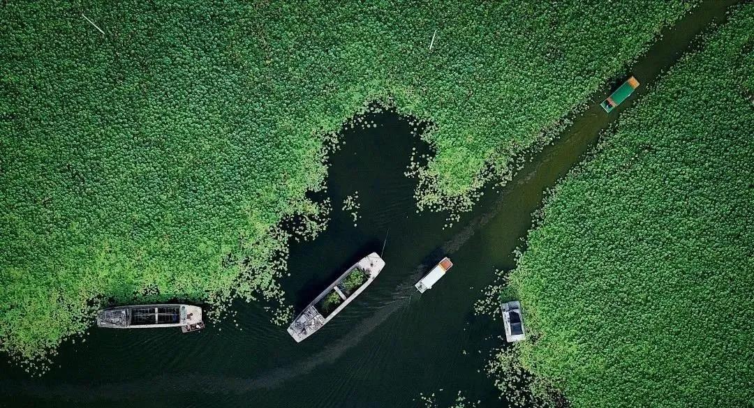 夏季最美荷花在哪里,山东最漂亮的荷花