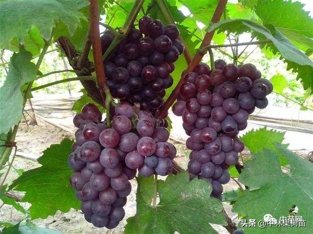 玫瑰香葡萄营养成分,玫瑰香葡萄真的很甜