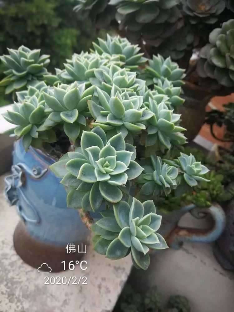 一杯清茶一道暖阳,一杯清茶温暖的时光