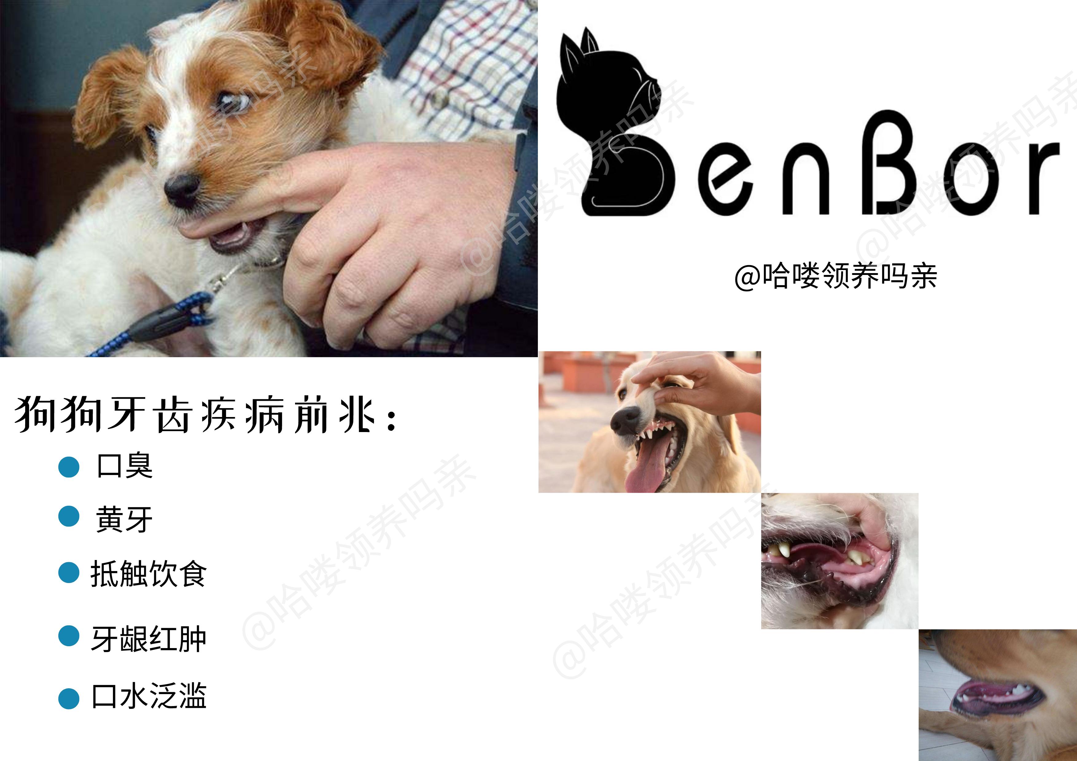 狗狗护牙方法大全,狗狗怎么护理狗牙