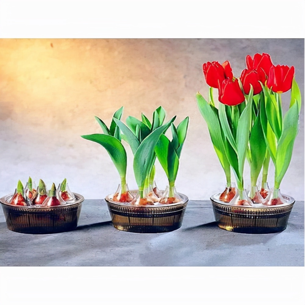 什么花可以养在水里?园艺师教你,8种“水生花”,怎么都泡不烂