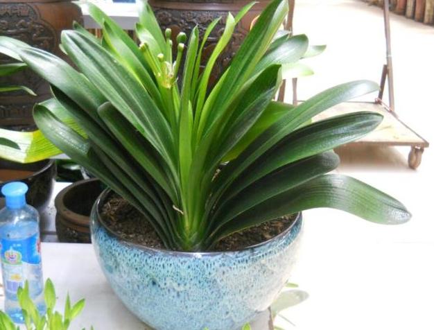 君子兰小夹子,君子兰长歪用的黑纸片