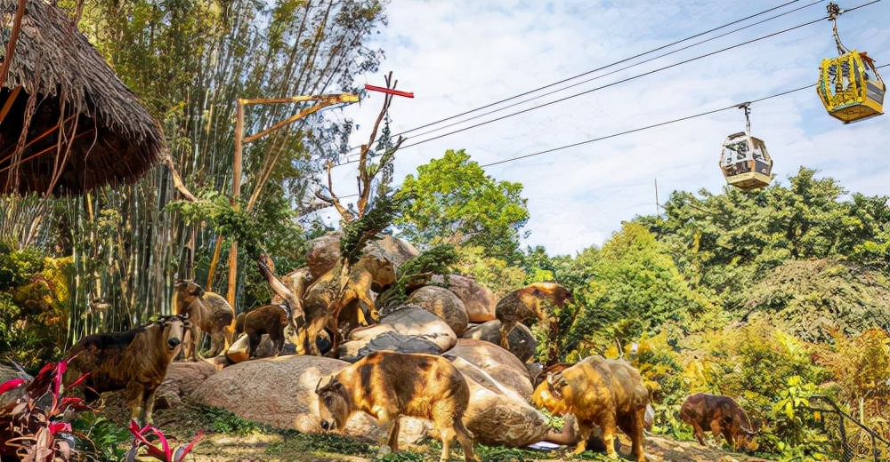 动物世界长隆国宝,长隆野生动物园国宝区