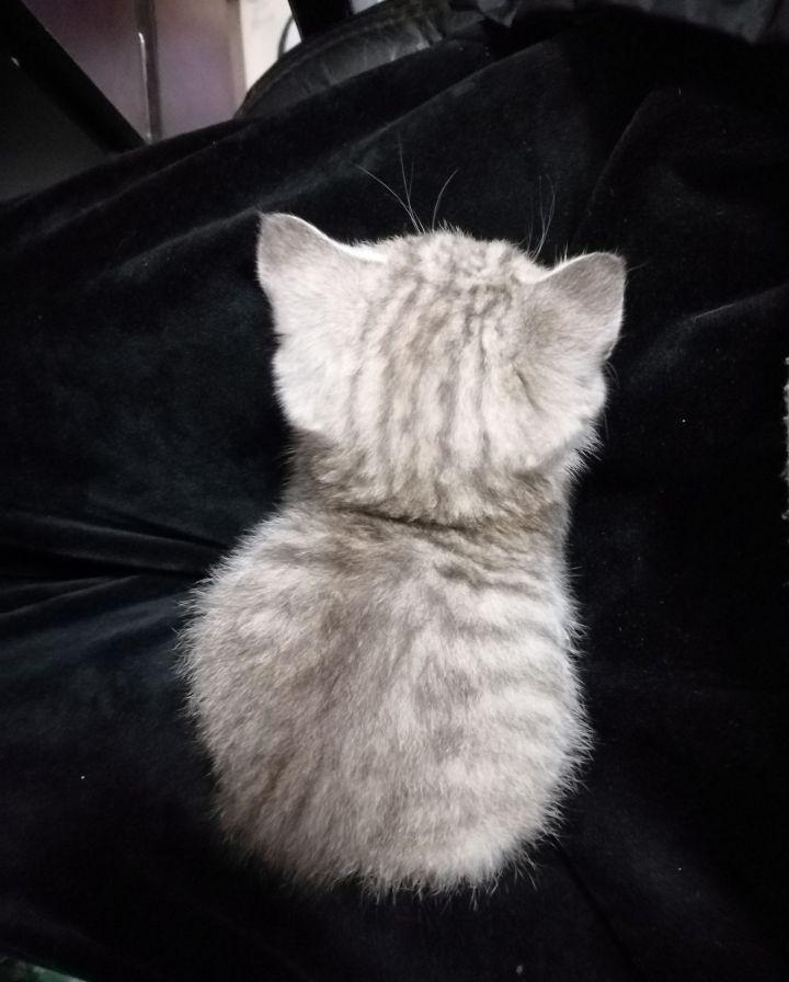 英短1200元靠谱吗,一千元的英短靠谱吗