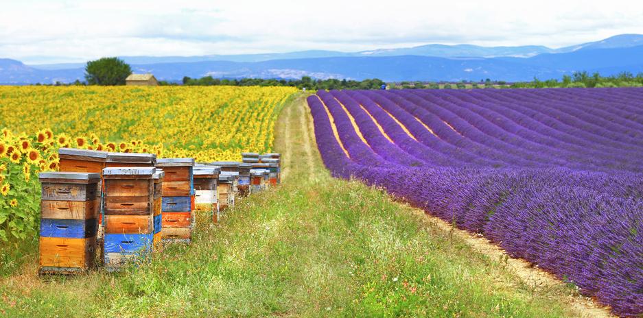 什么植物精油最好排行榜前十名 (植物精油怎么选)