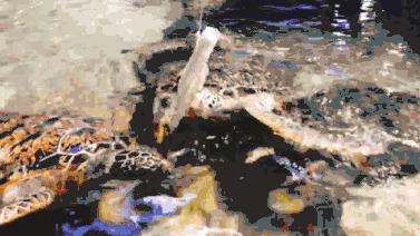 临沂海洋世界优惠券,临沂海洋世界特惠票