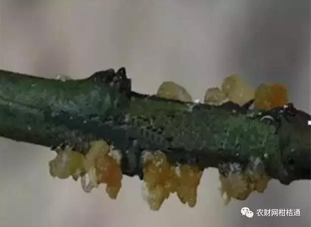 8月份不套袋的秋桃管理,秋季病虫害管理技术