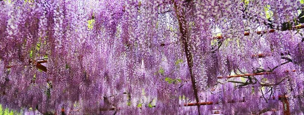 四月物语|桃杏梨大美中国、世界唯一！江浙沪紫藤芝樱绽放！