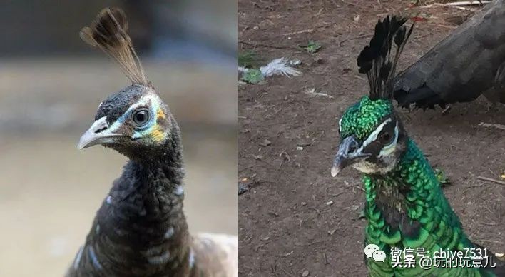 中国画孔雀名作,中国名画孔雀