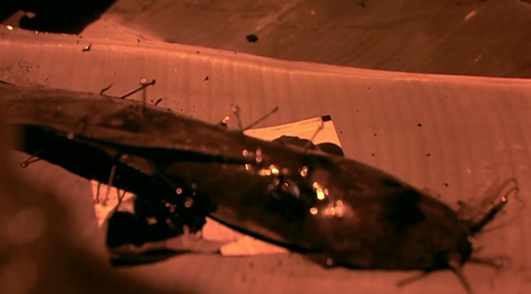 泰国恐怖片最火热的恐怖片,泰国恐怖片超吓人没人敢看