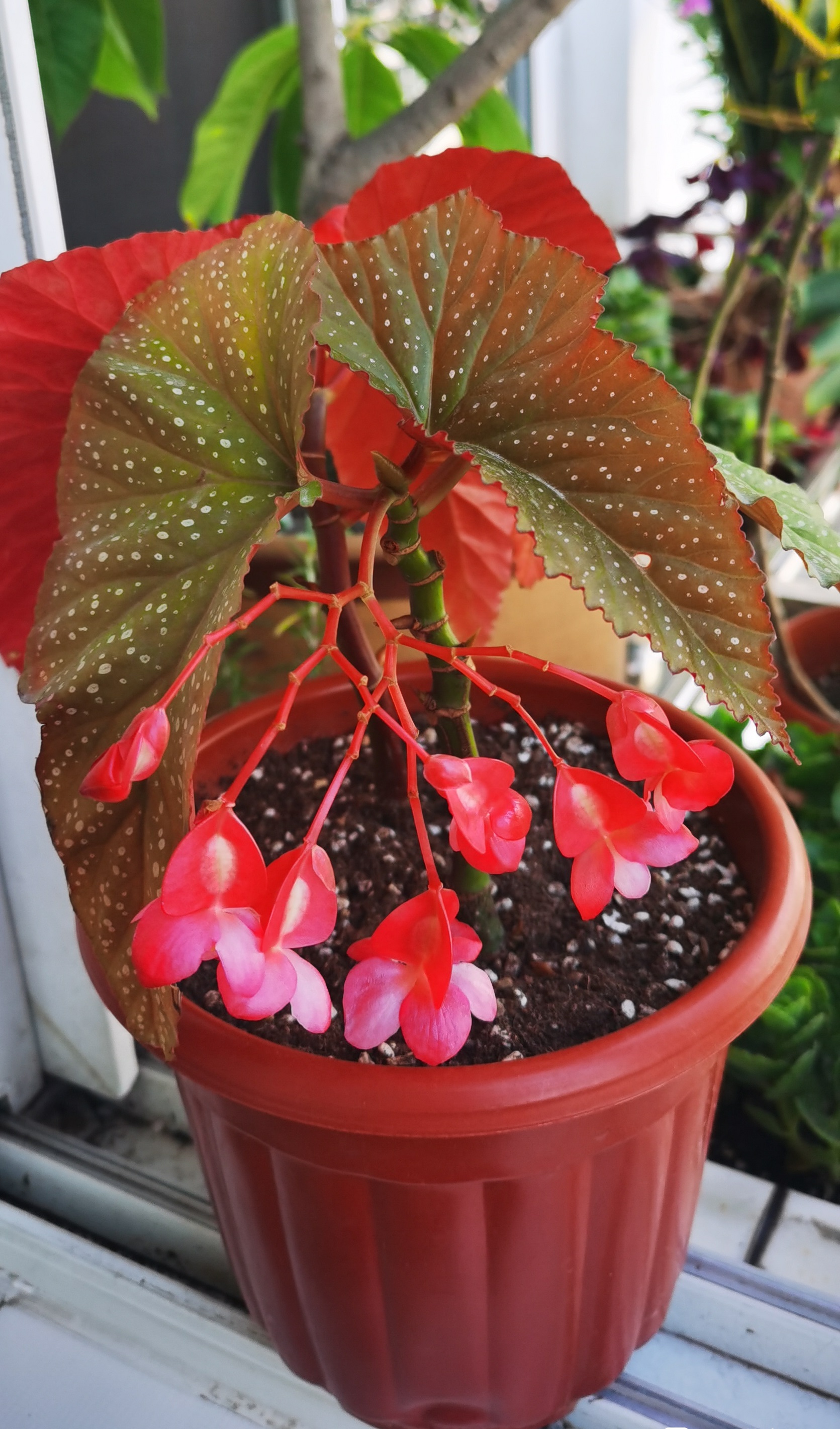 四季开花的盆栽竹节海棠怎么样,竹节海棠怎么养才能快速开花