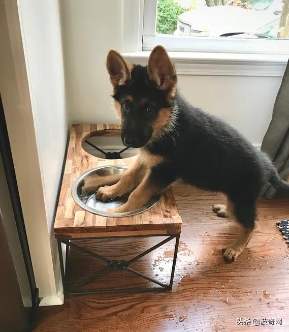 小时候的德牧有多萌,德牧小时候的神仙颜值