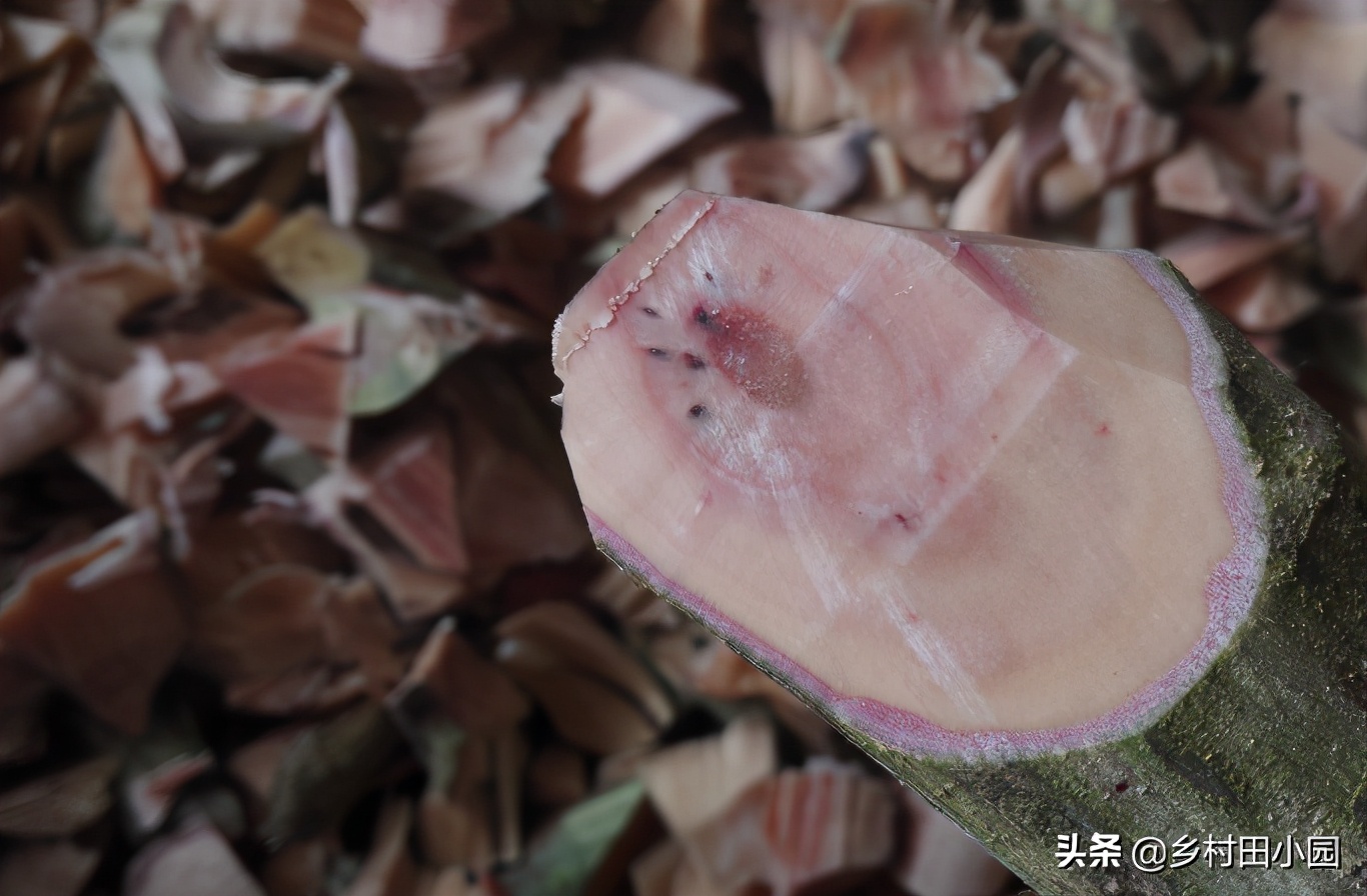 爆米花的药用价值,爆米花有没有药用价值