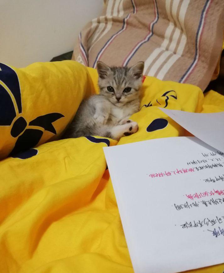 英短1200元靠谱吗,一千元的英短靠谱吗