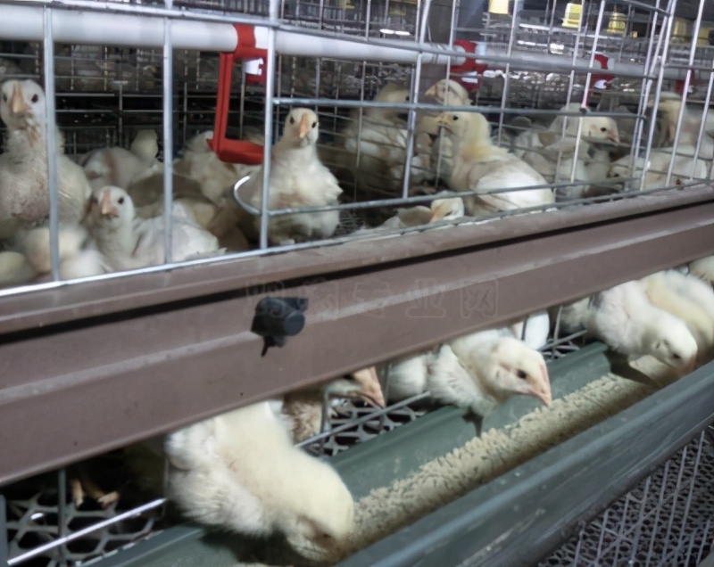 鸡舍通风不当容易出现问题,养鸡夏季水帘应该控制到多少度