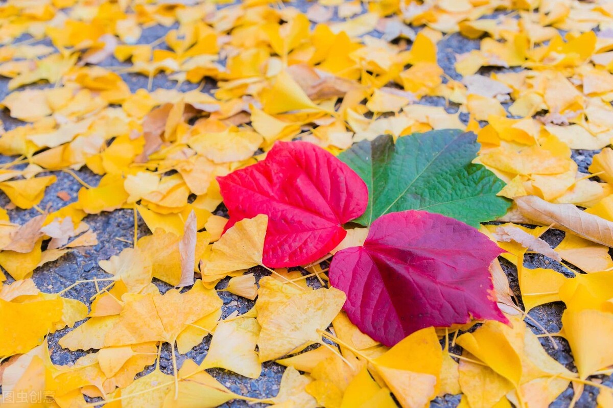 写给秋天思念一个人的暖心句,秋天的思念之情