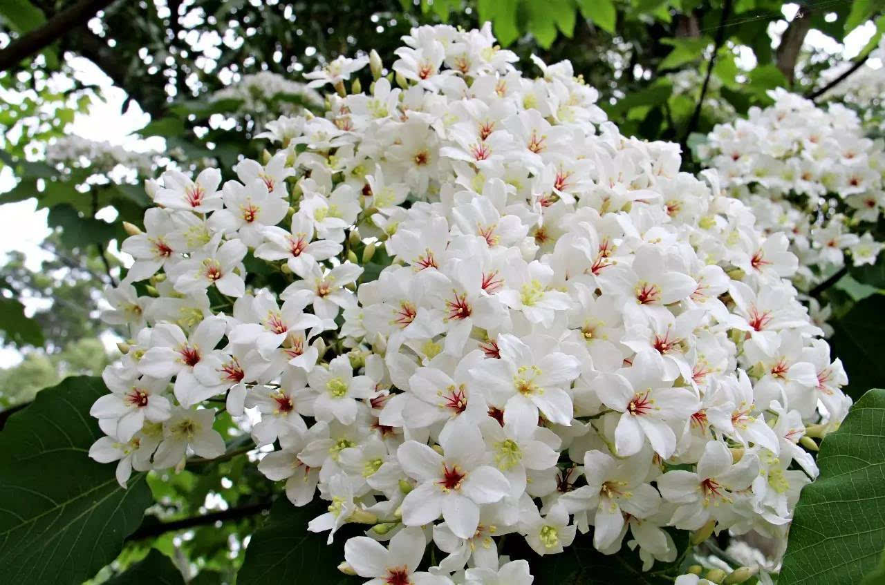 三春归处繁花尽,桐花半落饯春行——守护春天的飘零,桐花的深情