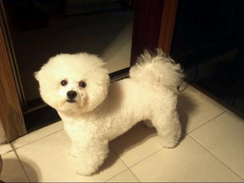 比熊对主人叫怎么回事,为什么主人回来狗会激动