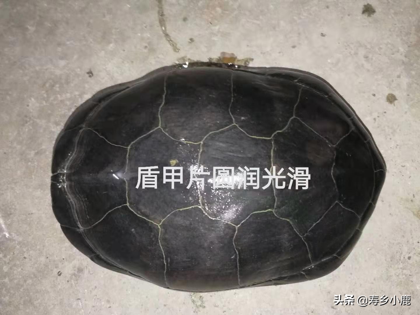 怎么养石金钱龟才是正确的方法,养了五年的石金钱龟应该有多大