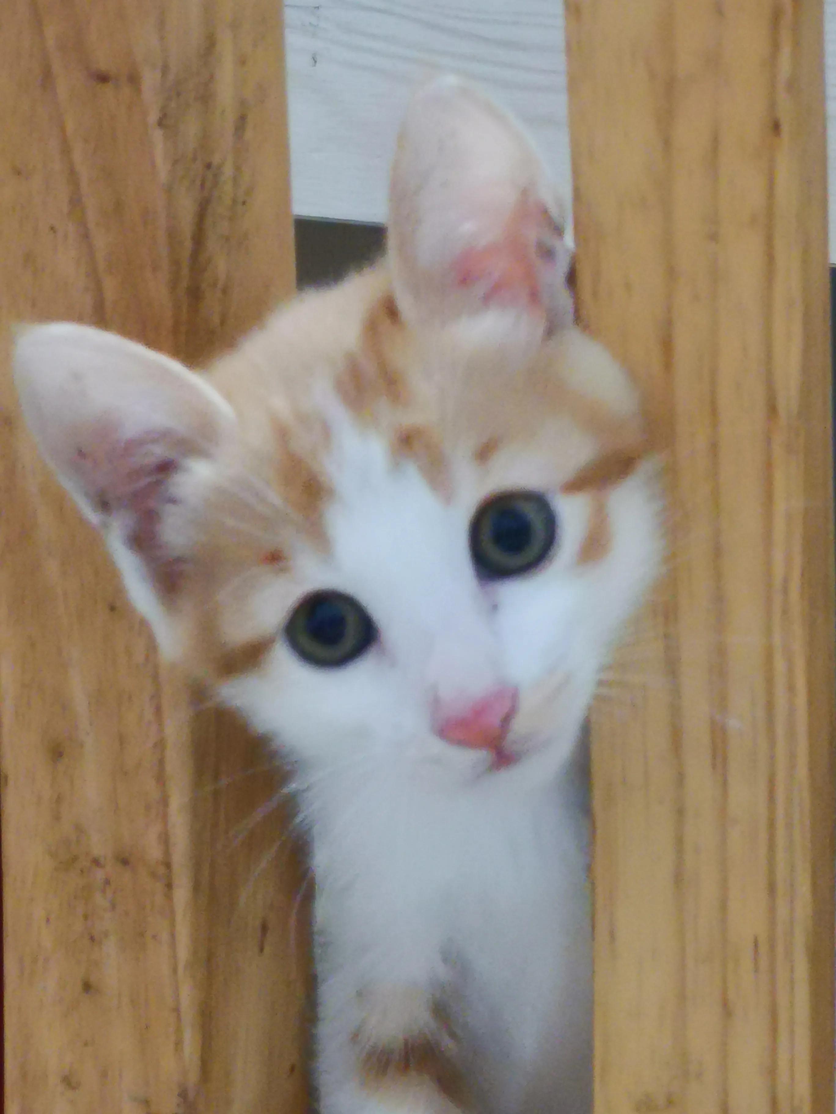 打过疫苗的猫咪抓伤出血,打了疫苗的猫咪抓伤了要打针吗