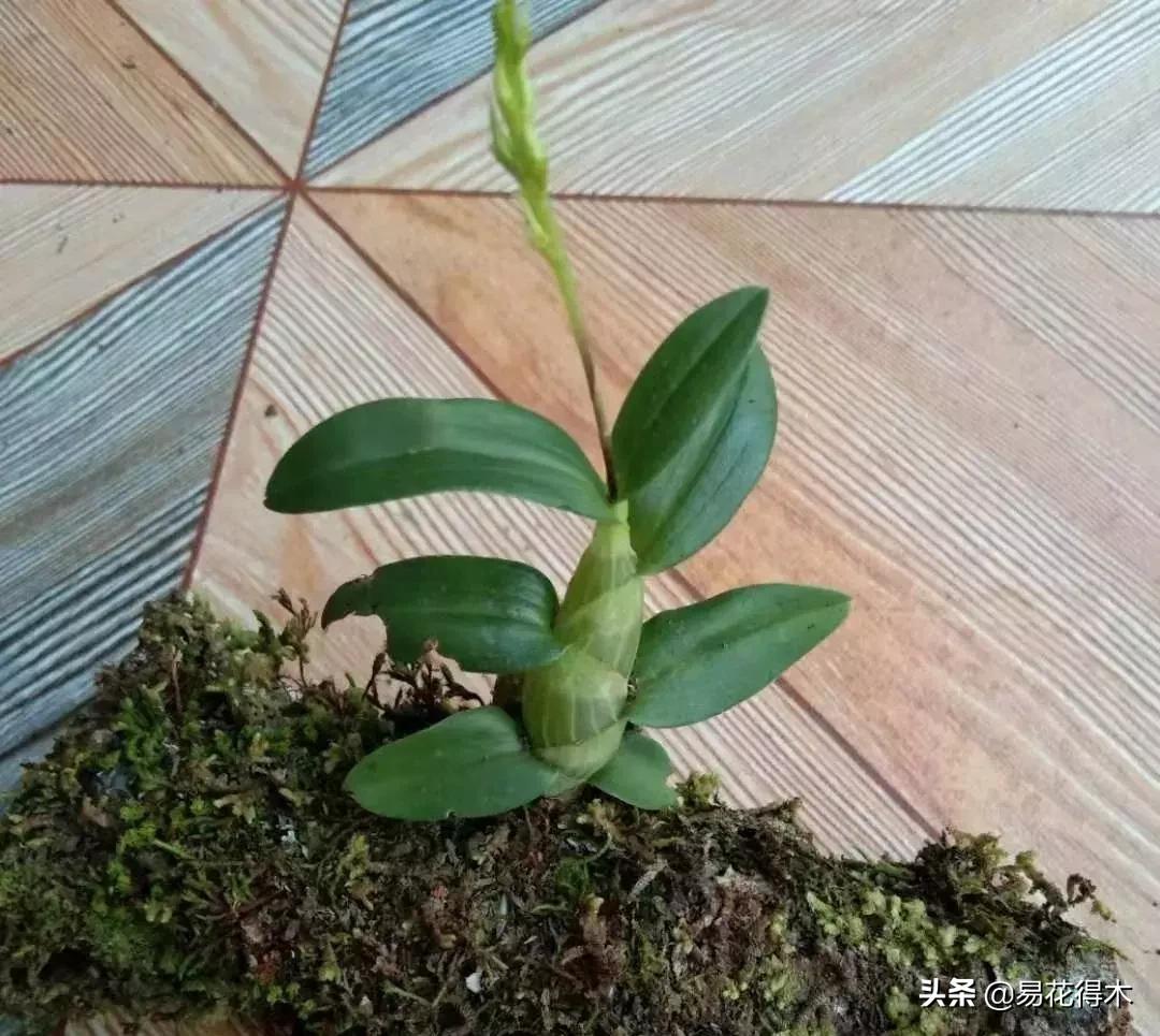 珍虫石斛什么档次,珍虫石斛花的介绍