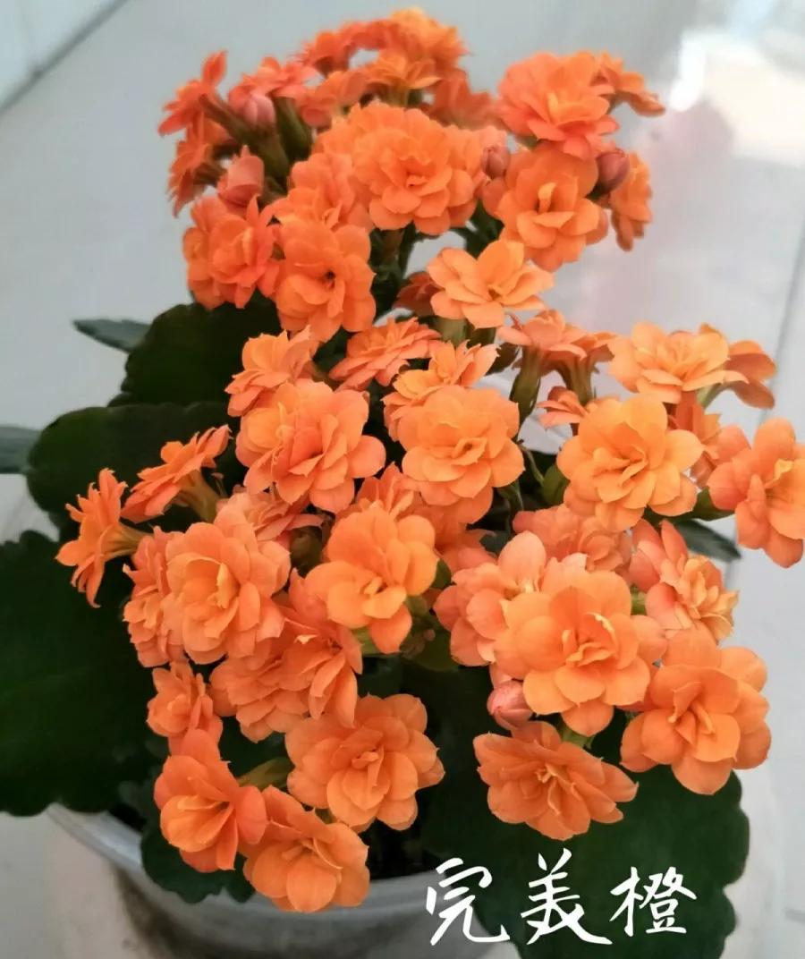 长寿花，寓意好、开花漂亮，花期长，品种多达300个