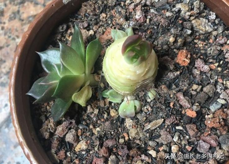 多肉黑王子的养护和管理,多肉黑王子为什么变绿了