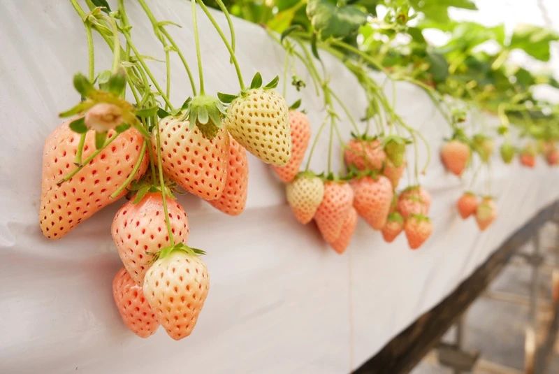 想要冬春时节有草莓吃，阳台种几盆，选好品种是成功的第一步