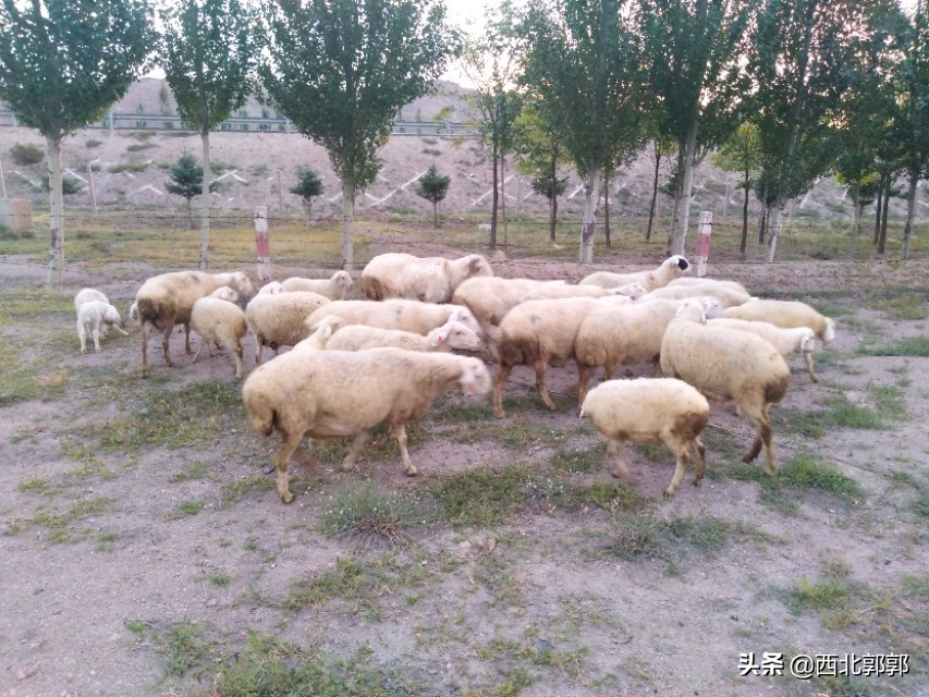 羊产羊羔胎衣不下怎么办,产了牛犊的胎衣不下来怎么办