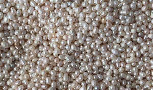 蟹爪兰冬珍珠是什么品种,珍珠等级标准品种价格