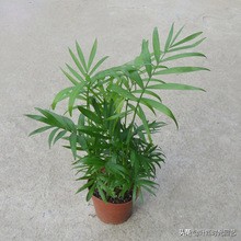 琚栫弽妞板瓙濡備綍闀垮緱缈犵豢,鐑甫缁挎琚栫弽妞板瓙