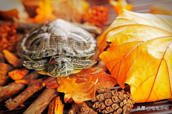 秋季养龟注意事项,新手养乌龟需要注意哪些事项