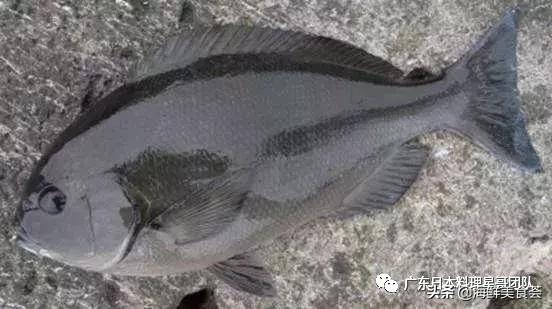 这5种淡水鱼值得多吃,中国最好吃的鱼类排行榜