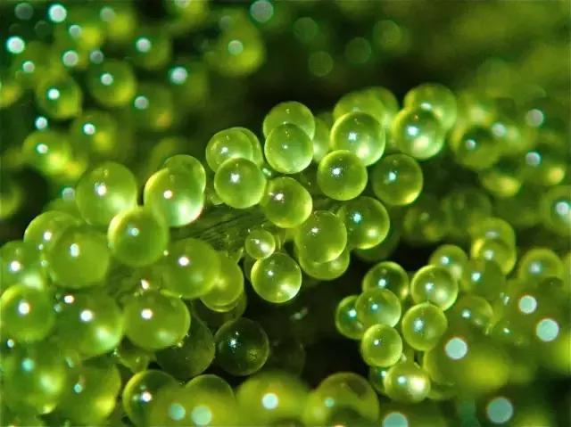 12月旅游日本冲绳最全攻略,春回大地旅游攻略