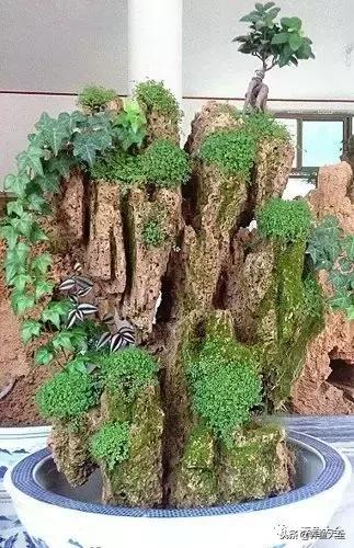 上水石盆景摆放位置,上水石假山盆景怎么养