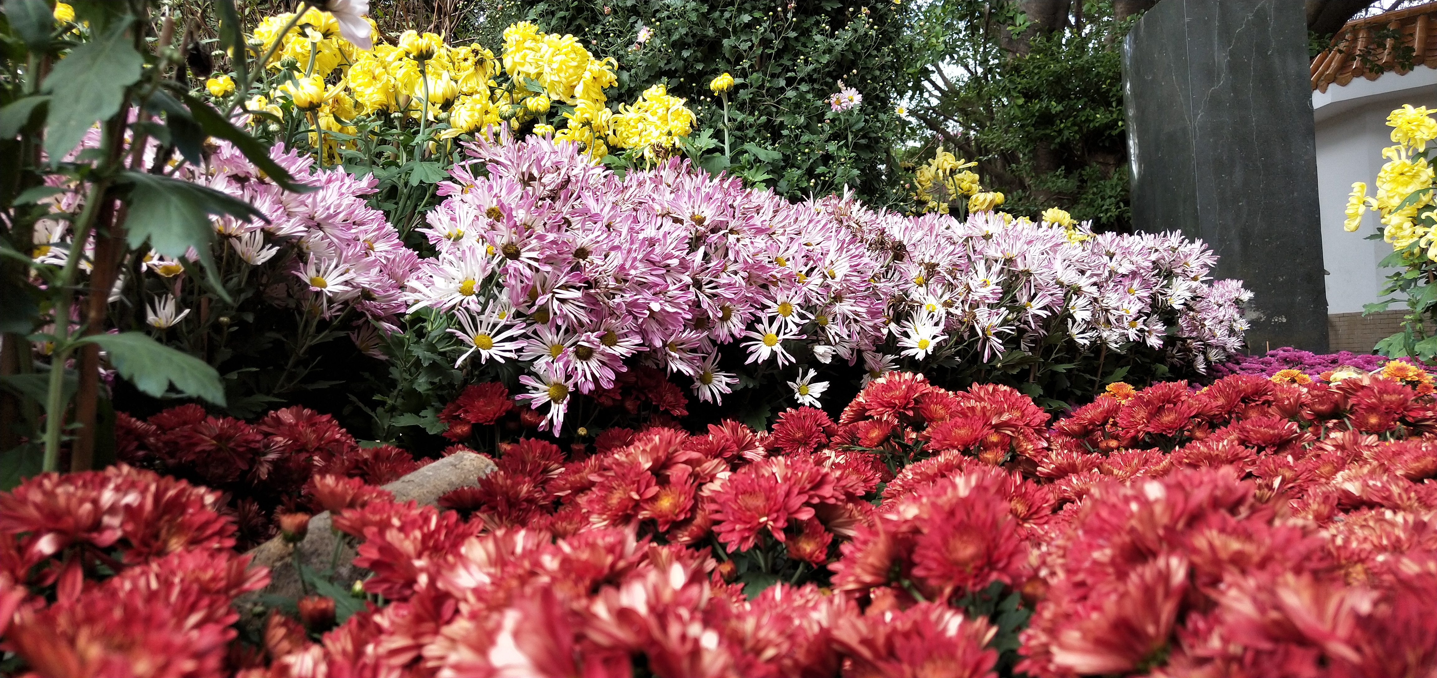 东湖公园菊花花展时间2021,深圳东湖荷节花展