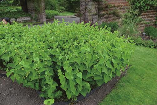 马兜铃科马兜铃属植物柔毛马兜铃,马兜铃目植物