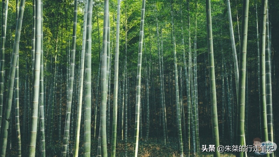 安吉哪里的竹最好,安吉的竹子