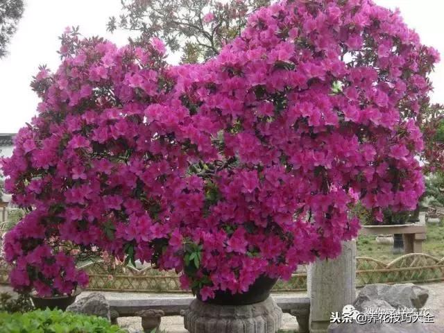 刚栽的杜鹃花蔫了怎么办,杜鹃花死了一半怎么回事