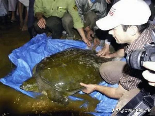 斑鳖即将灭绝人工克隆,全球仅剩3只斑鳖