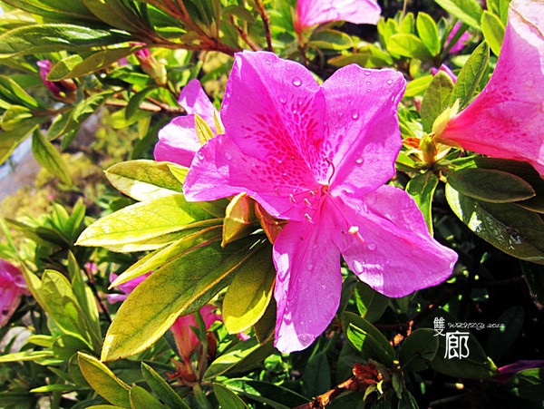 云南双廊自助旅游攻略,云南旅游大理双廊旅游攻略路线图