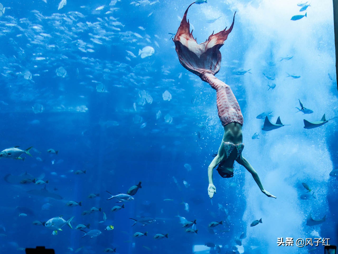 中国亚特兰蒂斯水族,海洋生物亚特兰蒂斯