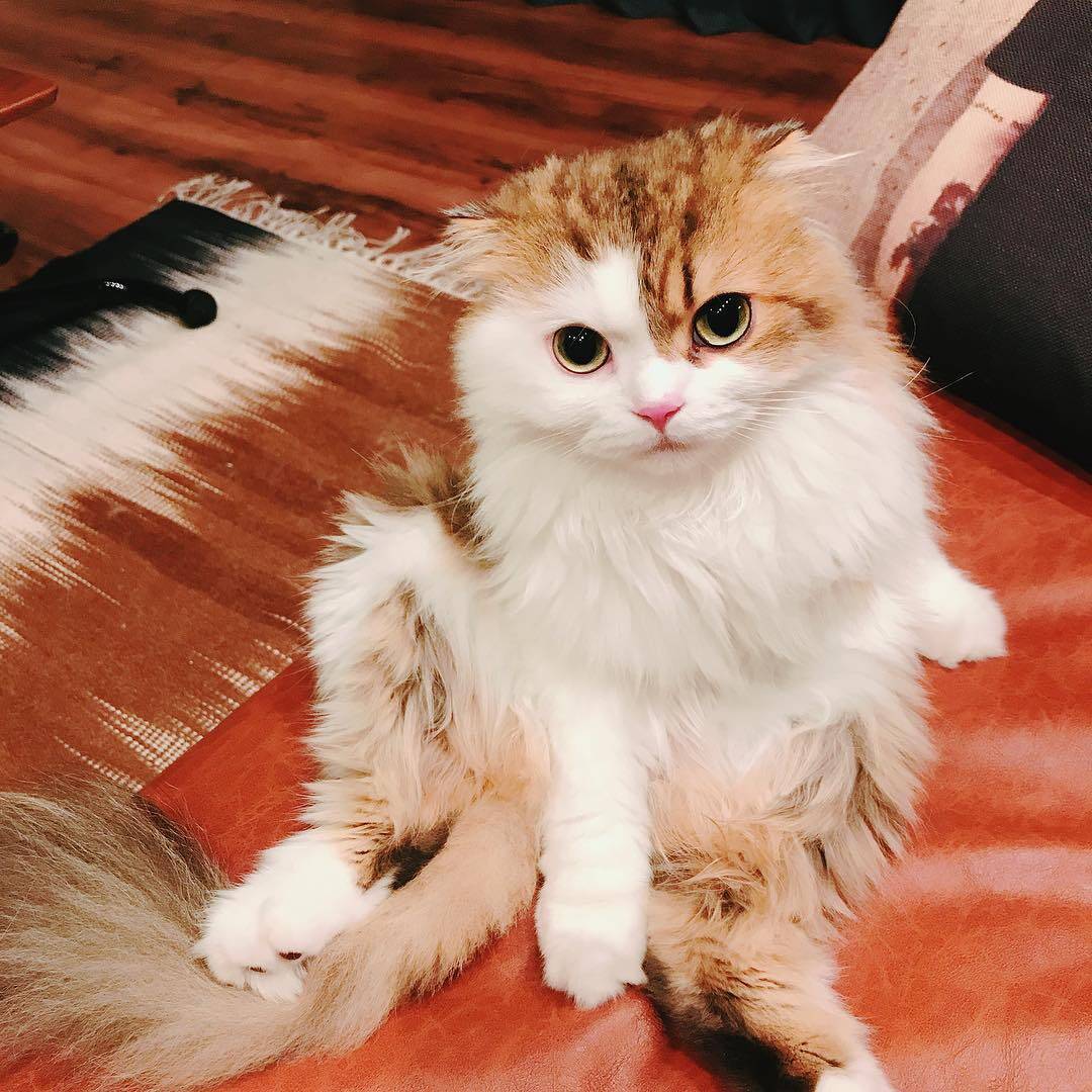 新手怎么选猫图解,新手选猫怎么避雷