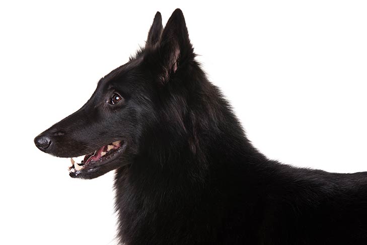 狗狗百科阿拉斯加雪橇犬,玛丽诺斯比利时牧羊犬